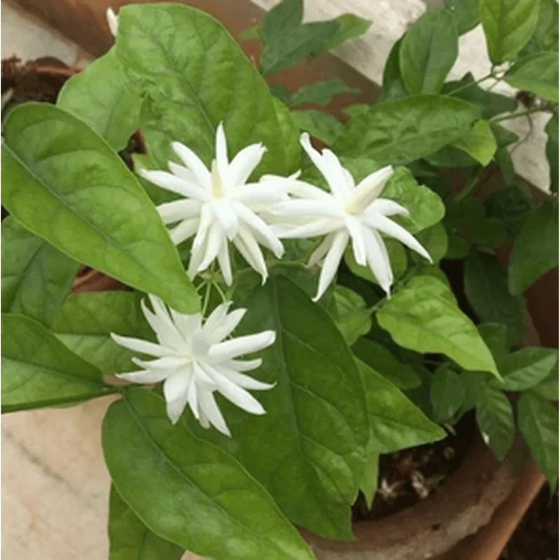 Belle of India Jasmine Live Plant – Indian Jasmine 14-16 Inch Tall in 1 Gallon Pot – Fragrant Flowers Belle of India Jasmine Live Plant – Indian Jasmine 14-16 Inch Tall in 1 Gallon Pot – Fragrant Flowers - Image 5