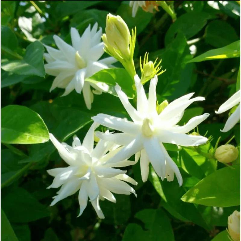 Belle of India Jasmine Live Plant – Indian Jasmine 14-16 Inch Tall in 1 Gallon Pot – Fragrant Flowers Belle of India Jasmine Live Plant – Indian Jasmine 14-16 Inch Tall in 1 Gallon Pot – Fragrant Flowers - Image 6