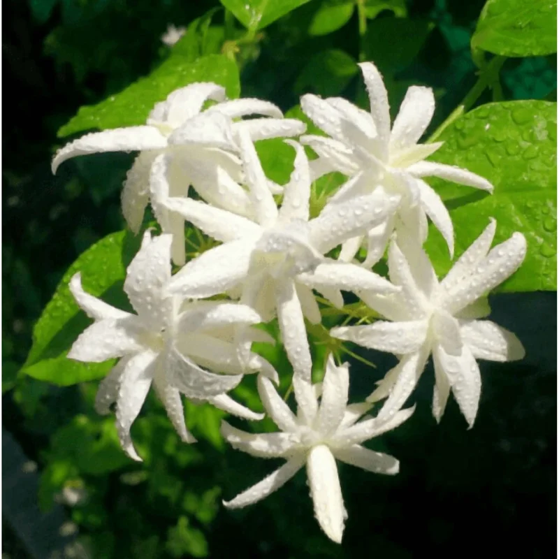 Belle of India Jasmine Live Plant – Indian Jasmine 14-16 Inch Tall in 1 Gallon Pot – Fragrant Flowers Belle of India Jasmine Live Plant – Indian Jasmine 14-16 Inch Tall in 1 Gallon Pot – Fragrant Flowers - Image 1