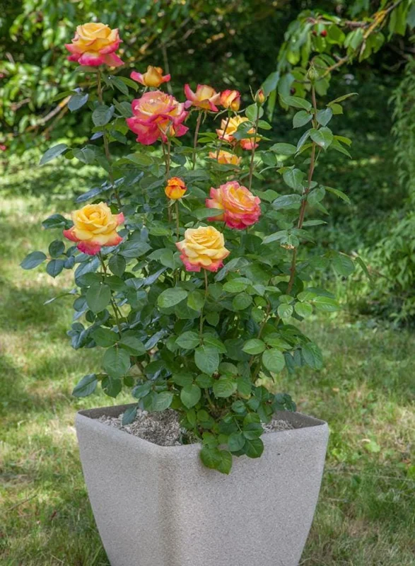 Bi-Color Hybrid Tea Rose Live Plant 5-10 Inch Tall - Fragrant Garden Rose Bush for Outdoor Planting Bi-Color Hybrid Tea Rose Live Plant 5-10 Inch Tall - Fragrant Garden Rose Bush for Outdoor Planting - Image 10