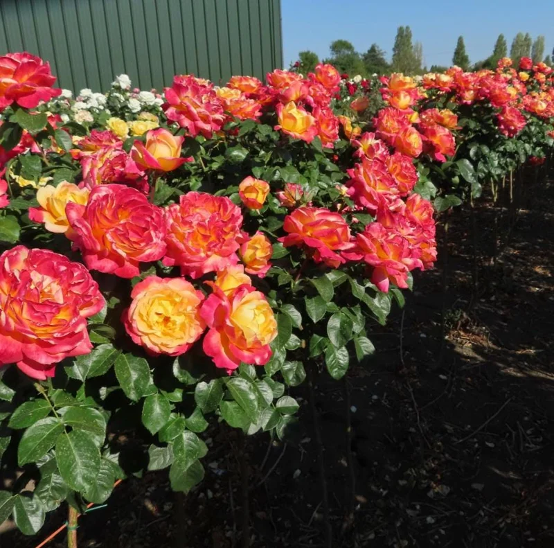 Bi-Color Hybrid Tea Rose Live Plant 5-10 Inch Tall - Fragrant Garden Rose Bush for Outdoor Planting Bi-Color Hybrid Tea Rose Live Plant 5-10 Inch Tall - Fragrant Garden Rose Bush for Outdoor Planting - Image 2