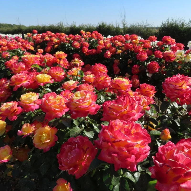 Bi-Color Hybrid Tea Rose Live Plant 5-10 Inch Tall - Fragrant Garden Rose Bush for Outdoor Planting Bi-Color Hybrid Tea Rose Live Plant 5-10 Inch Tall - Fragrant Garden Rose Bush for Outdoor Planting - Image 3