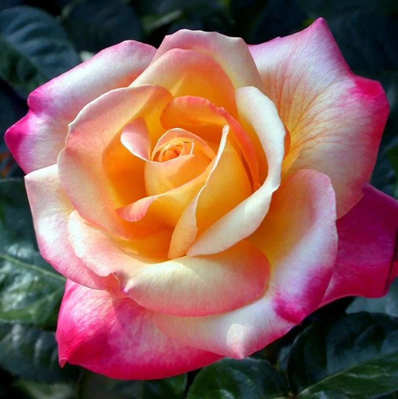 Bi-Color Hybrid Tea Rose Live Plant 5-10 Inch Tall - Fragrant Garden Rose Bush for Outdoor Planting Bi-Color Hybrid Tea Rose Live Plant 5-10 Inch Tall - Fragrant Garden Rose Bush for Outdoor Planting - Image 5