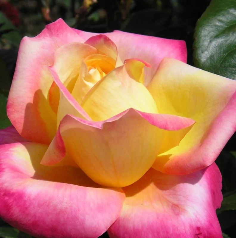 Bi-Color Hybrid Tea Rose Live Plant 5-10 Inch Tall - Fragrant Garden Rose Bush for Outdoor Planting Bi-Color Hybrid Tea Rose Live Plant 5-10 Inch Tall - Fragrant Garden Rose Bush for Outdoor Planting - Image 6