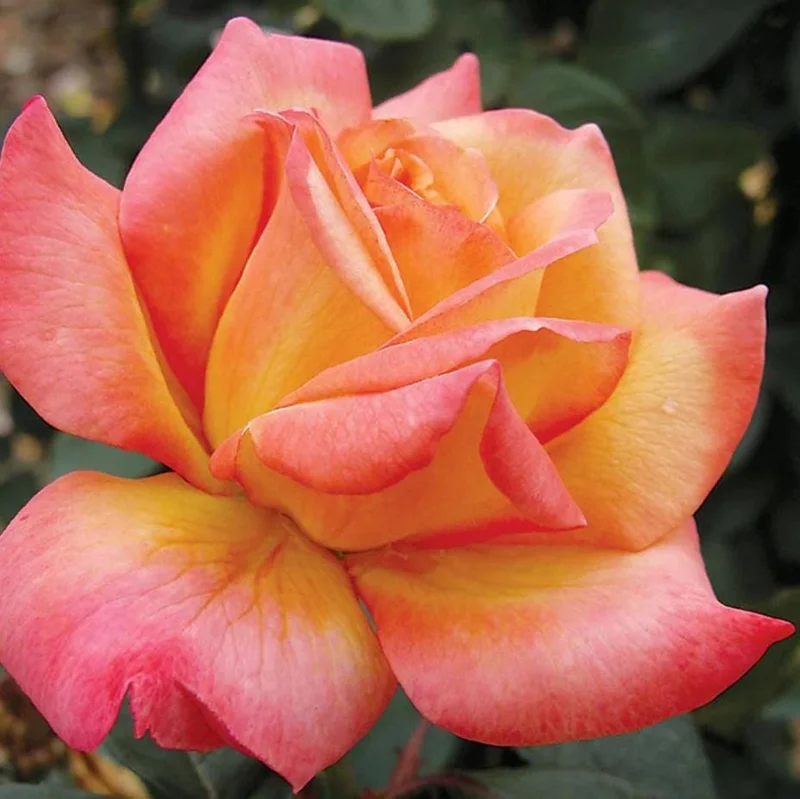 Bi-Color Hybrid Tea Rose Live Plant 5-10 Inch Tall - Fragrant Garden Rose Bush for Outdoor Planting Bi-Color Hybrid Tea Rose Live Plant 5-10 Inch Tall - Fragrant Garden Rose Bush for Outdoor Planting - Image 7