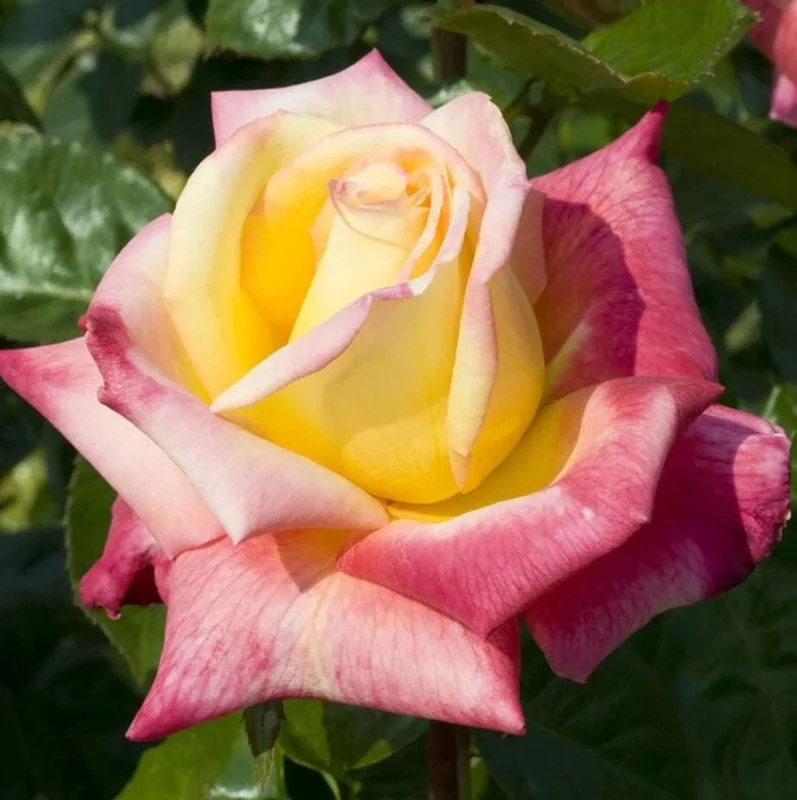 Bi-Color Hybrid Tea Rose Live Plant 5-10 Inch Tall - Fragrant Garden Rose Bush for Outdoor Planting Bi-Color Hybrid Tea Rose Live Plant 5-10 Inch Tall - Fragrant Garden Rose Bush for Outdoor Planting - Image 8