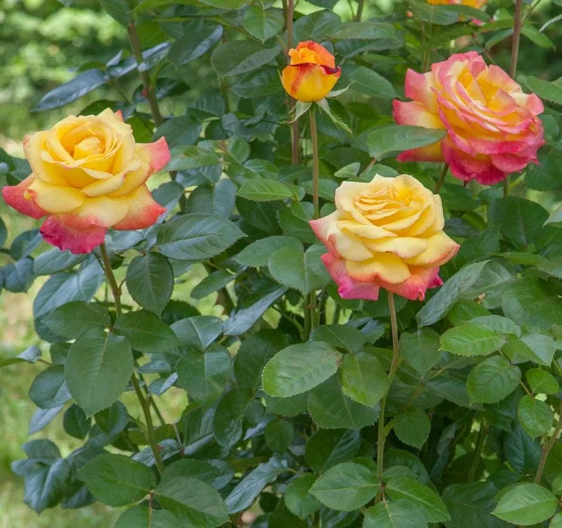 Bi-Color Hybrid Tea Rose Live Plant 5-10 Inch Tall - Fragrant Garden Rose Bush for Outdoor Planting Bi-Color Hybrid Tea Rose Live Plant 5-10 Inch Tall - Fragrant Garden Rose Bush for Outdoor Planting - Image 9
