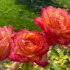 Bi-Color Hybrid Tea Rose Live Plant 5-10 Inch Tall - Fragrant Garden Rose Bush for Outdoor Planting - Image 1