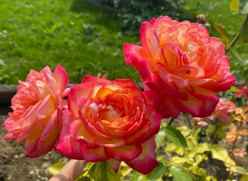 Bi-Color Hybrid Tea Rose Live Plant 5-10 Inch Tall - Fragrant Garden Rose Bush for Outdoor Planting Bi-Color Hybrid Tea Rose Live Plant 5-10 Inch Tall - Fragrant Garden Rose Bush for Outdoor Planting - Image 1