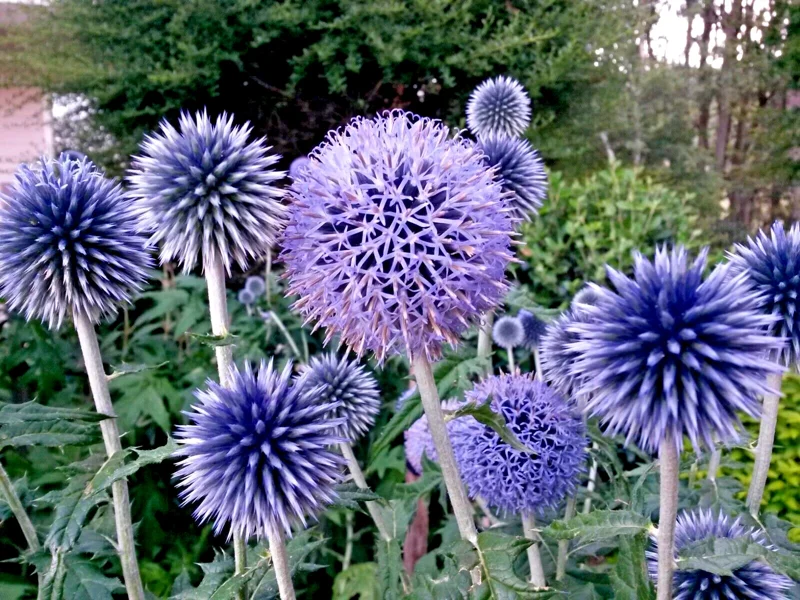 Big Blue Globe Thistle Seeds - 50 Count, Echinops Ritro, Easy Grow, USA - Image 2