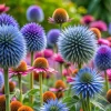 Big Blue Globe Thistle Seeds - 50 Count, Echinops Ritro, Easy Grow, USA - Image 1