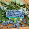 Biloxi Blueberry Live Plant - Southern Highbush - 4-8 Inch Tall Edible Fruit Bush - Image 1