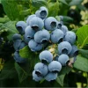 Biloxi Blueberry Live Starter Plants - 2 Pack, 4-8 Inch Tall, Edible Fruit - Image 1