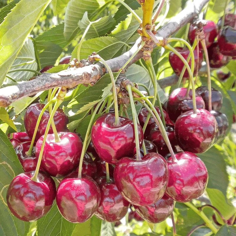 Bing Cherry Tree Live Plant - Sweet Dark Red Fruit - 3-4 Ft Tall in 5 Gallon Pot - Image 2