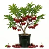 Bing Cherry Tree Live Plant - Sweet Dark Red Fruit - 3-4 Ft Tall in 5 Gallon Pot - Image 1