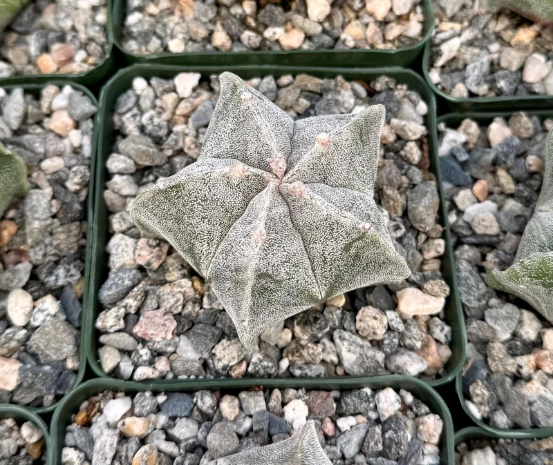 Bishop's Cap Cactus Live Plant - Astrophytum Myriostigma - 4 or 6 Inch Pot Bishop's Cap Cactus Live Plant - Astrophytum Myriostigma - 4 or 6 Inch Pot - Image 2