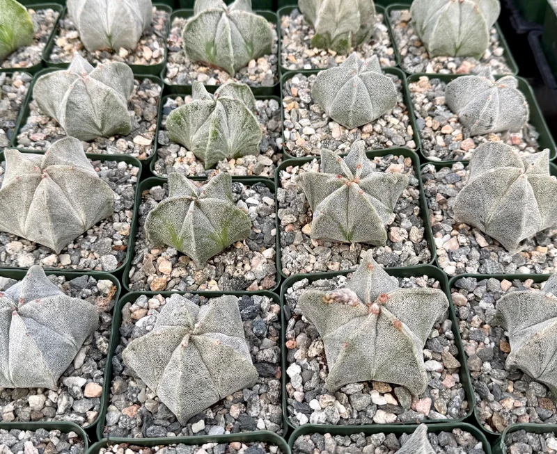 Bishop's Cap Cactus Live Plant - Astrophytum Myriostigma - 4 or 6 Inch Pot Bishop's Cap Cactus Live Plant - Astrophytum Myriostigma - 4 or 6 Inch Pot - Image 3