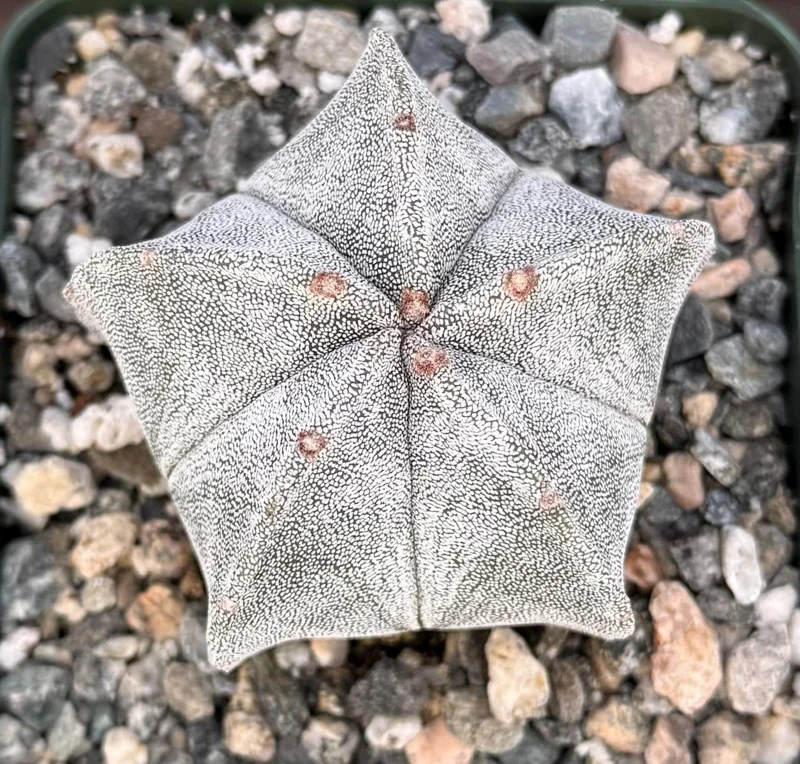 Bishop's Cap Cactus Live Plant - Astrophytum Myriostigma - 4 or 6 Inch Pot Bishop's Cap Cactus Live Plant - Astrophytum Myriostigma - 4 or 6 Inch Pot - Image 1