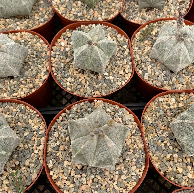Bishop's Cap Cactus Live Plant - Astrophytum Myriostigma - 4 or 6 Inch Pot Bishop's Cap Cactus Live Plant - Astrophytum Myriostigma - 4 or 6 Inch Pot - Image 4