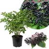 Black American Elderberry Live Plant - 5-10 Inches Tall Berry Bush - Image 1