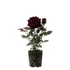 Black Baccara Bush Rose Live Plant – 4-6 Inch Tall – Outdoor Garden - Image 1