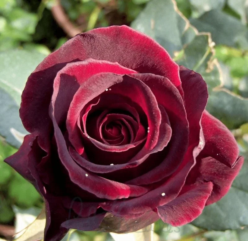 Black Baccara Climbing Rose Live Plant, 5-7" Tall Starter, Deep Red Blooms, Outdoor Black Baccara Climbing Rose Live Plant, 5-7" Tall Starter, Deep Red Blooms, Outdoor - Image 10