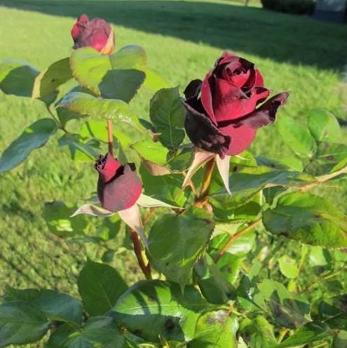 Black Baccara Climbing Rose Live Plant, 5-7" Tall Starter, Deep Red Blooms, Outdoor Black Baccara Climbing Rose Live Plant, 5-7" Tall Starter, Deep Red Blooms, Outdoor - Image 2