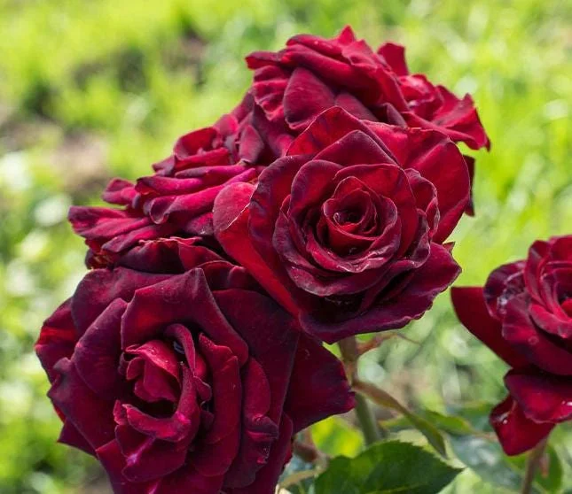 Black Baccara Climbing Rose Live Plant, 5-7" Tall Starter, Deep Red Blooms, Outdoor Black Baccara Climbing Rose Live Plant, 5-7" Tall Starter, Deep Red Blooms, Outdoor - Image 3