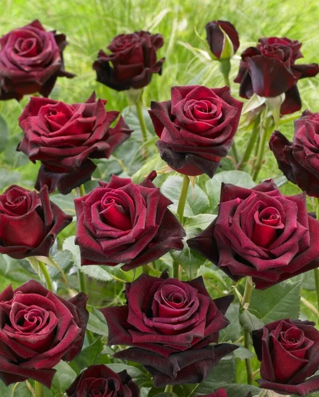Black Baccara Climbing Rose Live Plant, 5-7" Tall Starter, Deep Red Blooms, Outdoor Black Baccara Climbing Rose Live Plant, 5-7" Tall Starter, Deep Red Blooms, Outdoor - Image 4