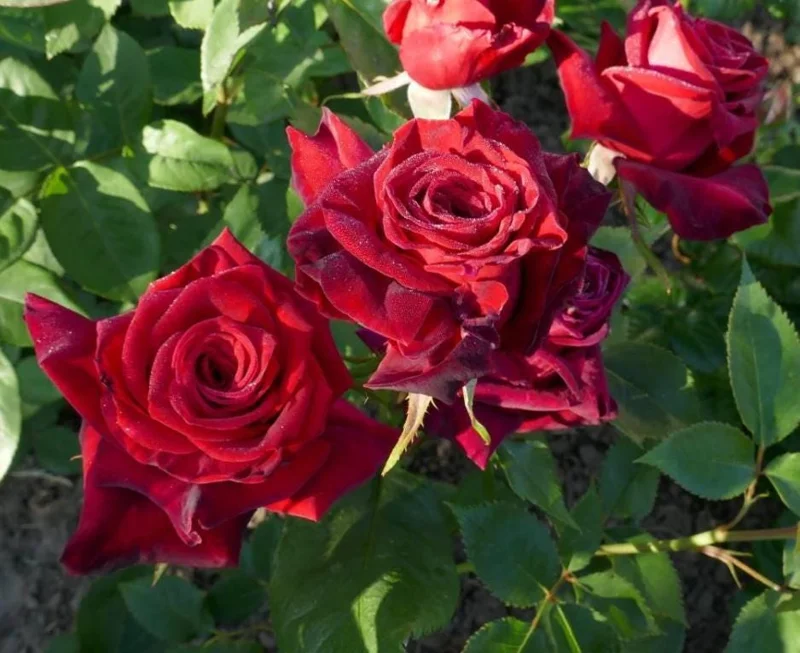 Black Baccara Climbing Rose Live Plant, 5-7" Tall Starter, Deep Red Blooms, Outdoor Black Baccara Climbing Rose Live Plant, 5-7" Tall Starter, Deep Red Blooms, Outdoor - Image 5