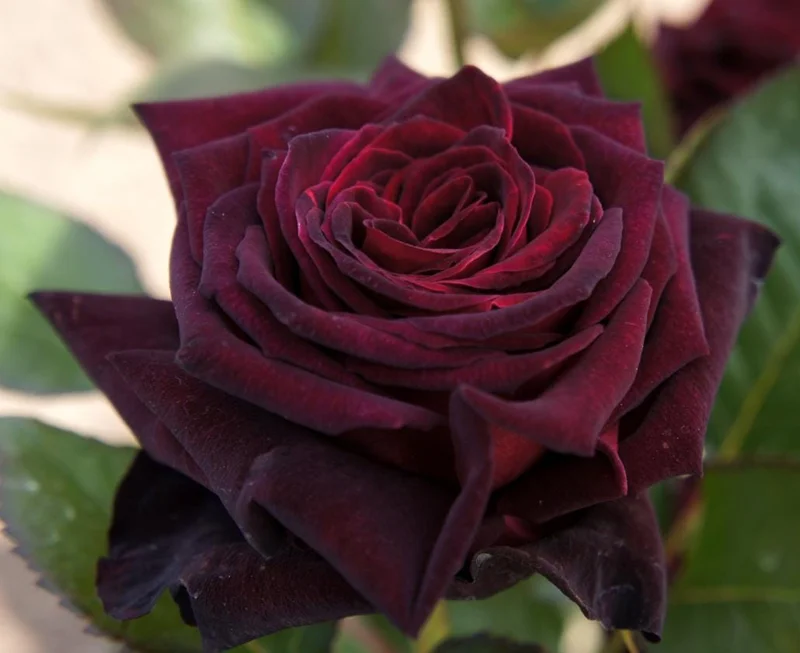 Black Baccara Climbing Rose Live Plant, 5-7" Tall Starter, Deep Red Blooms, Outdoor Black Baccara Climbing Rose Live Plant, 5-7" Tall Starter, Deep Red Blooms, Outdoor - Image 7