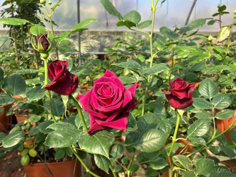 Black Baccara Climbing Rose Live Plant, 5-7" Tall Starter, Deep Red Blooms, Outdoor Black Baccara Climbing Rose Live Plant, 5-7" Tall Starter, Deep Red Blooms, Outdoor - Image 8