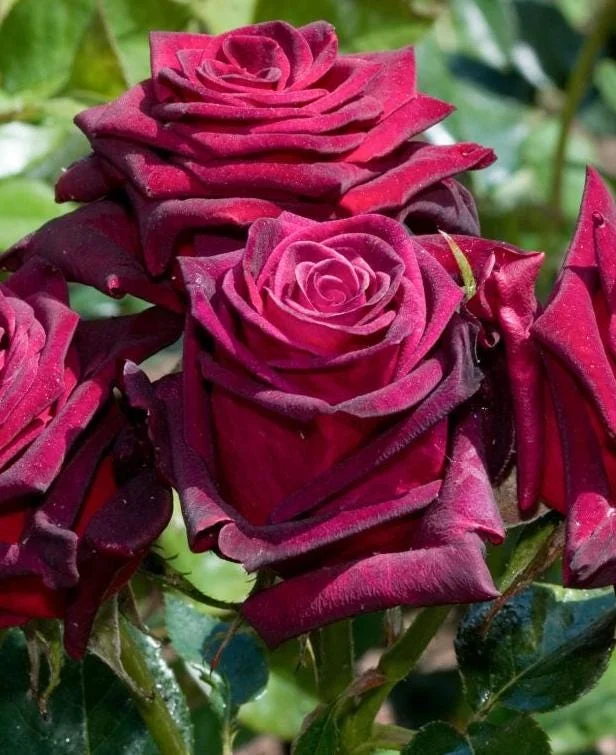 Black Baccara Climbing Rose Live Plant, 5-7" Tall Starter, Deep Red Blooms, Outdoor Black Baccara Climbing Rose Live Plant, 5-7" Tall Starter, Deep Red Blooms, Outdoor - Image 9