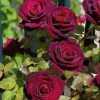 Black Baccara Climbing Rose Live Plant, 5-7" Tall Starter, Deep Red Blooms, Outdoor - Image 1
