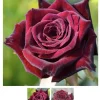 Black Baccara Rose Bare Root Plant - Dark Burgundy Hybrid Tea, 4-5 Inch Tall, Fragrant - Image 1