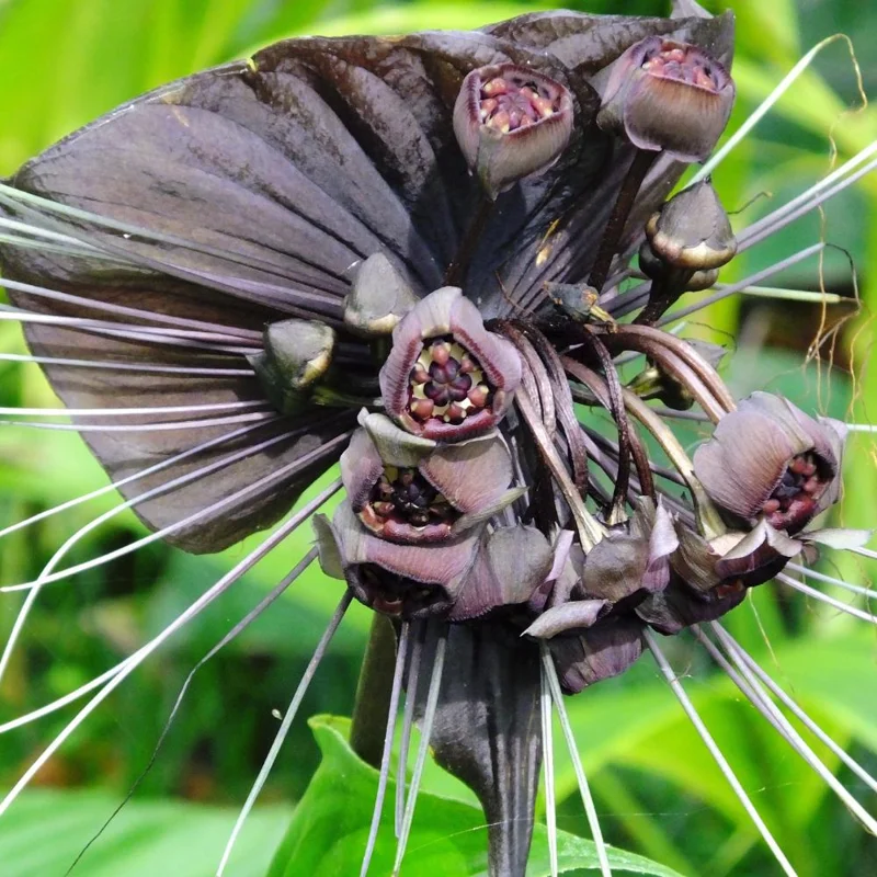 Black Bat Flower Live Plant – Rare Tropical Houseplant – 4-8 Inch Tall Black Bat Flower Live Plant – Rare Tropical Houseplant – 4-8 Inch Tall - Image 2
