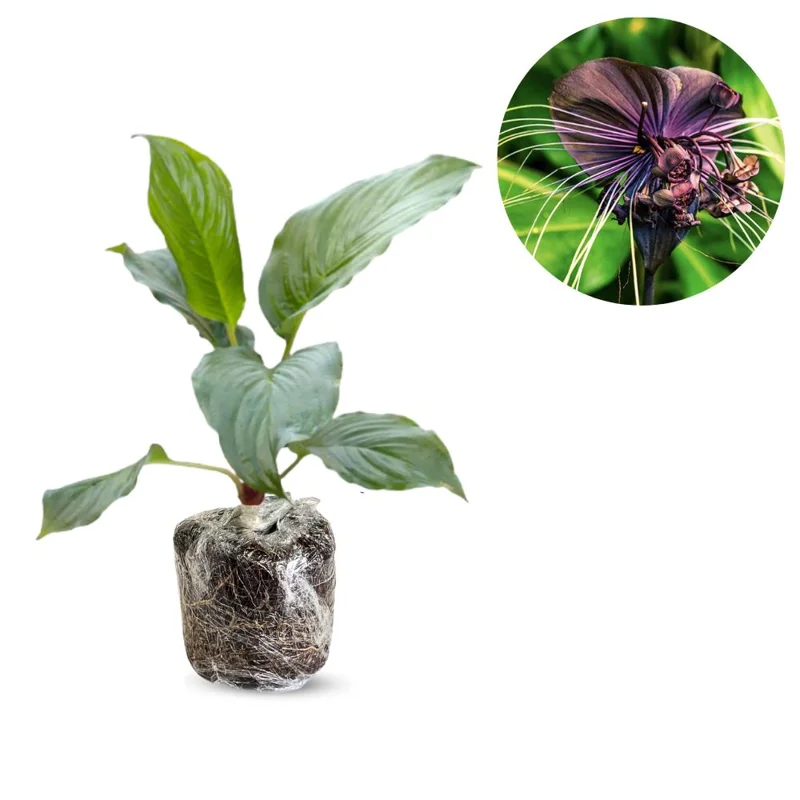 Black Bat Flower Live Plant – Rare Tropical Houseplant – 4-8 Inch Tall Black Bat Flower Live Plant – Rare Tropical Houseplant – 4-8 Inch Tall - Image 3