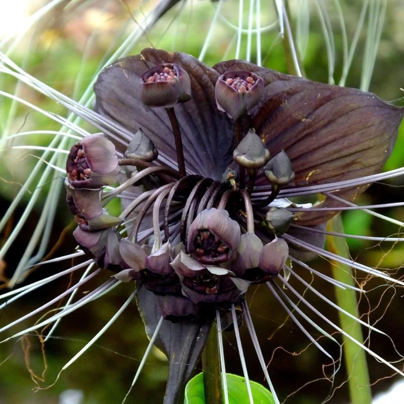 Black Bat Flower Live Plant – Rare Tropical Houseplant – 4-8 Inch Tall Black Bat Flower Live Plant – Rare Tropical Houseplant – 4-8 Inch Tall - Image 6