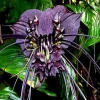 Black Bat Flower Live Plant – Rare Tropical Houseplant – 4-8 Inch Tall Black Bat Flower Live Plant – Rare Tropical Houseplant – 4-8 Inch Tall - Image 1