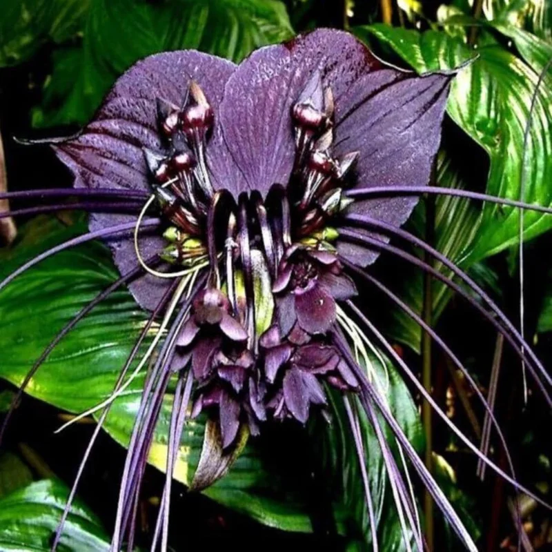 Black Bat Flower Live Plant – Rare Tropical Houseplant – 4-8 Inch Tall Black Bat Flower Live Plant – Rare Tropical Houseplant – 4-8 Inch Tall - Image 1