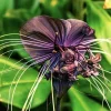 Black Bat Flower Live Plant - Set of 2 Tacca, Rare Tropical, 3-5 Inch Tall in 2 Inch Pot Black Bat Flower Live Plant - Set of 2 Tacca, Rare Tropical, 3-5 Inch Tall in 2 Inch Pot - Image 1