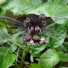 Black Bat Flower Live Plant – Tacca Chantrieri – Rare Tropical Beauty – 4-6 Inch Tall Black Bat Flower Live Plant – Tacca Chantrieri – Rare Tropical Beauty – 4-6 Inch Tall - Image 1