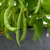Black Bean Bush Plant Live - 4 Inch Pot Vegetable Seedling for Garden & Patio - Image 1