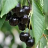Black Cherry Tree Seedling - Hardy Live Plant - 4-6 Inches Tall - Outdoor - Image 1