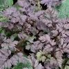 Black Cow Parsley Seeds - Anthriscus Sylvestris Ravinswing - 50 Seeds - Outdoor Perennial Flower - Image 1