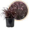 Black Fountain Grass Live Plant - Ornamental Perennial, 4-6 Inch Height - Image 1