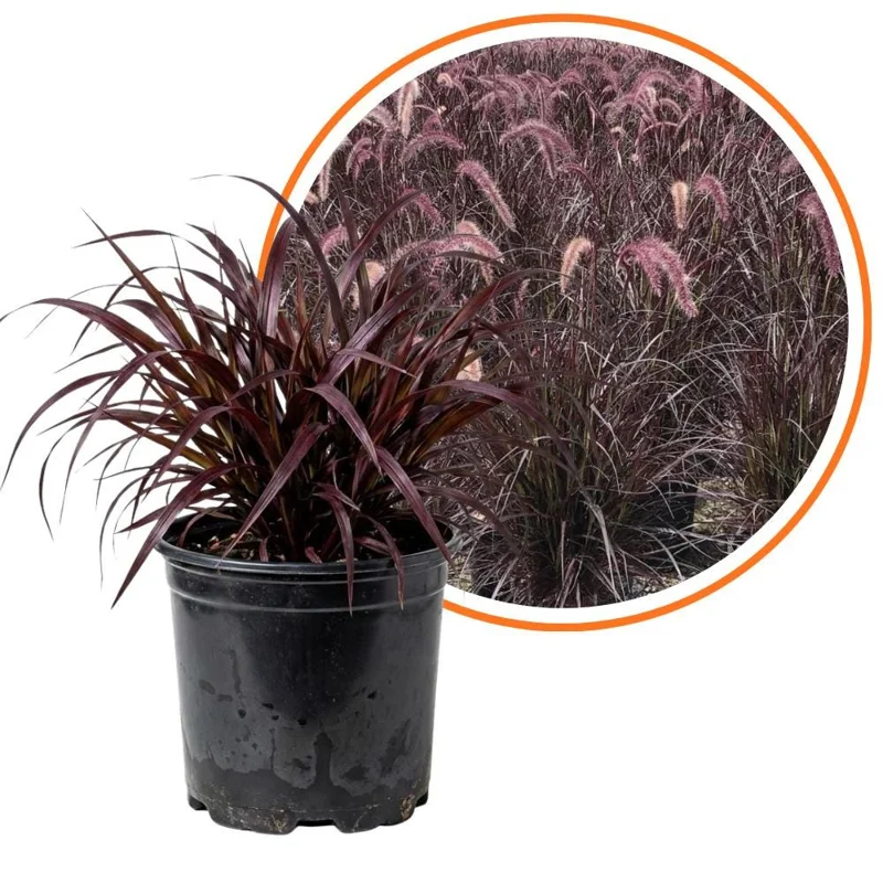 Black Fountain Grass Live Plant - Ornamental Perennial, 4-6 Inch Height - Image 1