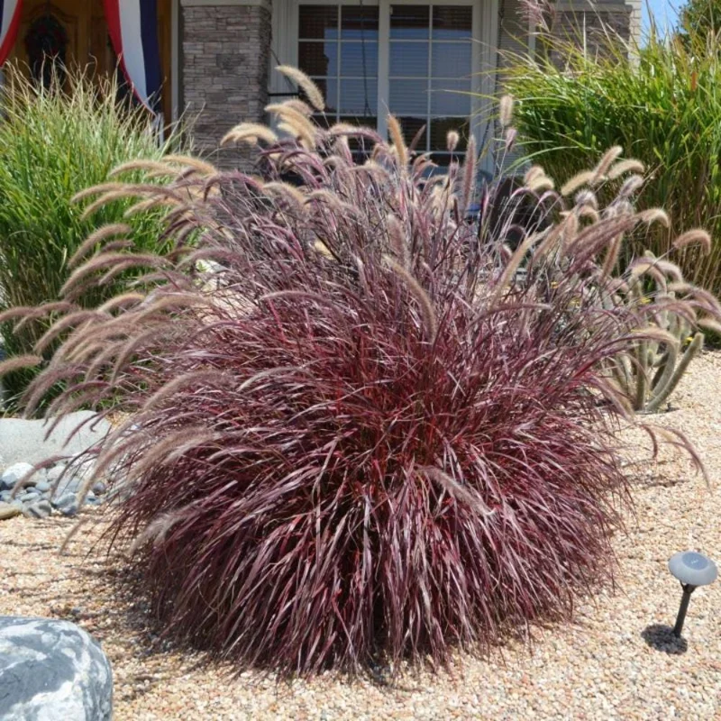 Black Fountain Grass Live Plant - Ornamental Perennial, 4-6 Inch Height - Image 2