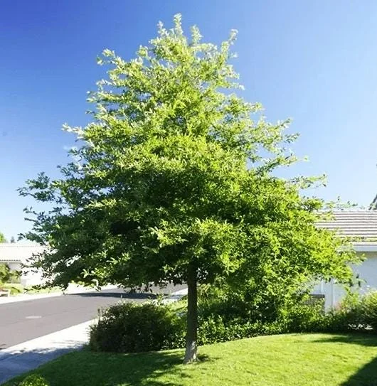 Black Gum Tree Bare Roots - 5 Pack, 1-2ft Tall Native Tree Seedlings Black Gum Tree Bare Roots - 5 Pack, 1-2ft Tall Native Tree Seedlings - Image 2