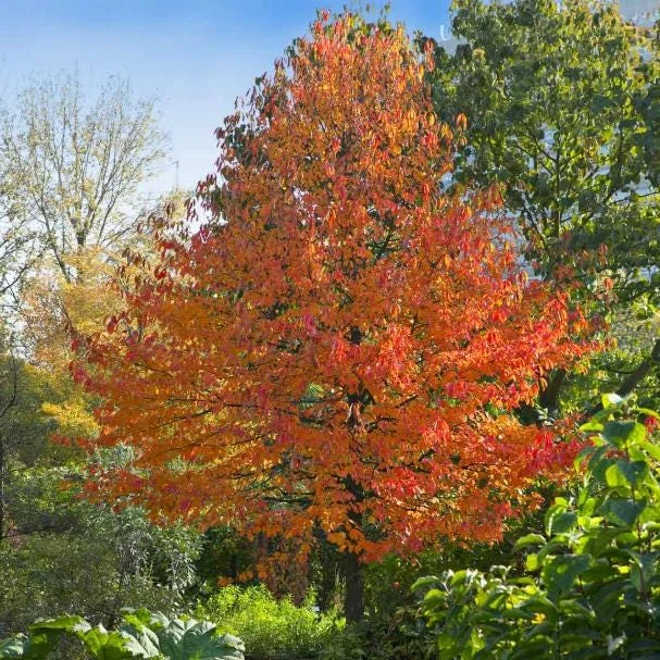 Black Gum Tree Bare Roots - 5 Pack, 1-2ft Tall Native Tree Seedlings Black Gum Tree Bare Roots - 5 Pack, 1-2ft Tall Native Tree Seedlings - Image 4